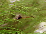 060530_000.JPG