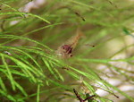 060530_002.JPG