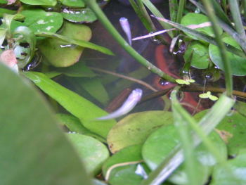 060701_006.jpg