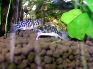070306_001.jpg