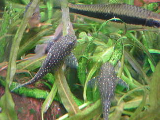 070906_002.jpg