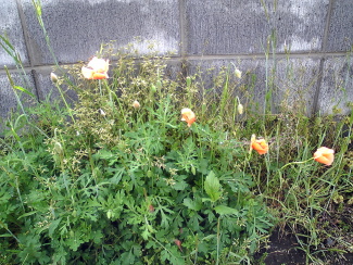 080511_006.jpg