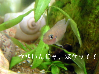090301_004.jpg