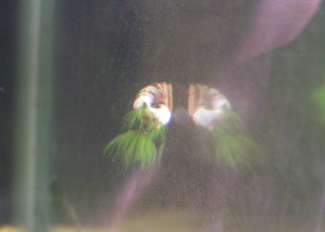 090330_000.JPG